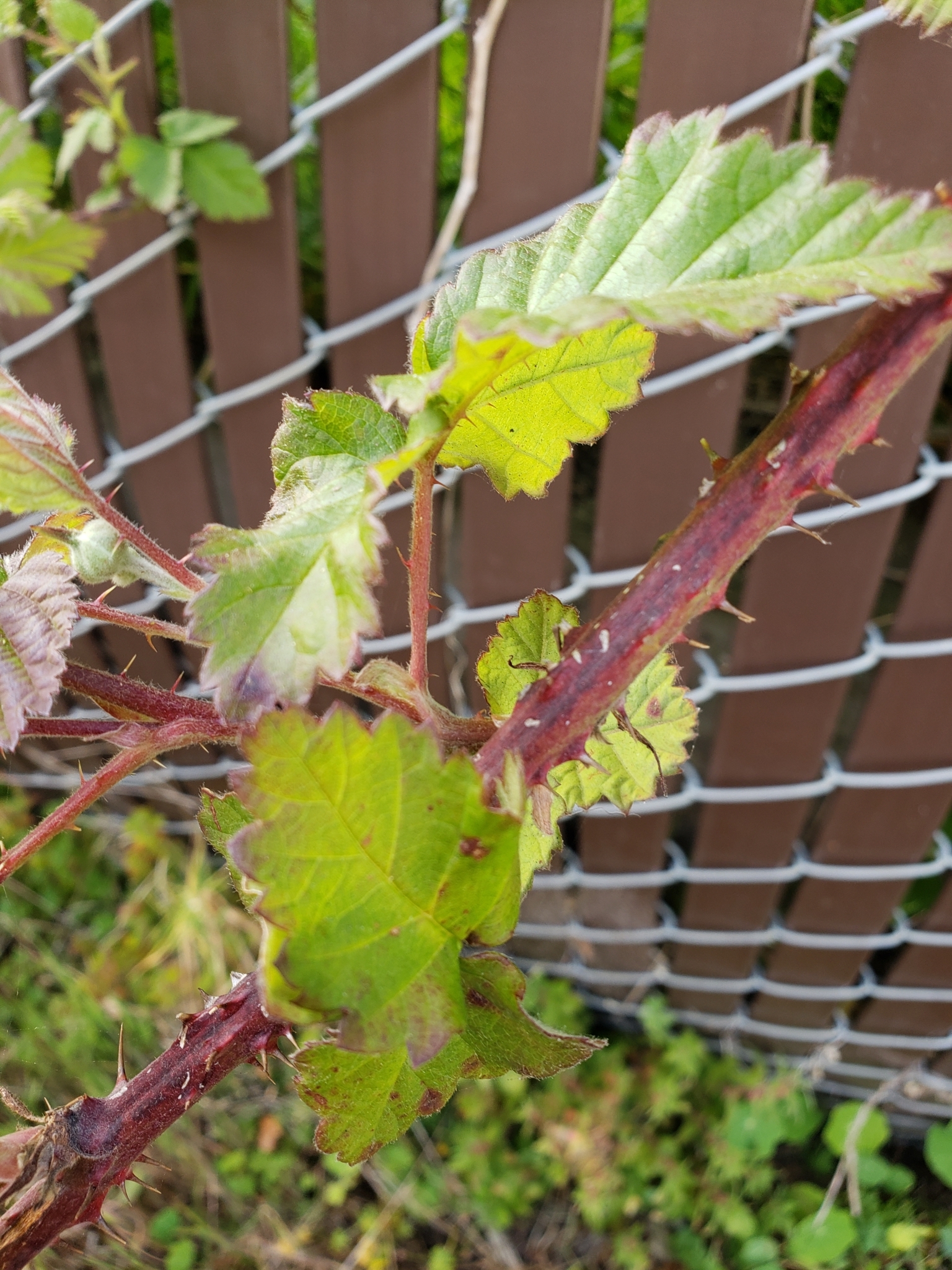 Genus<em> Rubus</em> in Monterey County, California (4/13/2021).