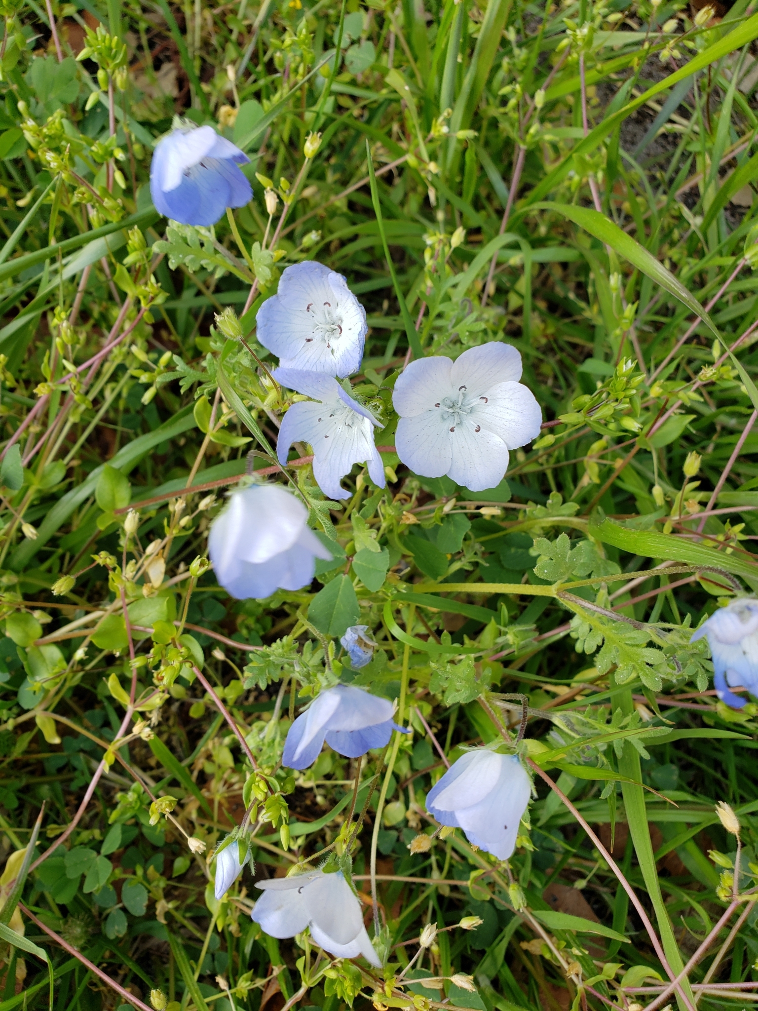 Menzies' Baby Blue Eyes in Monterey County, California (4/13/2021).