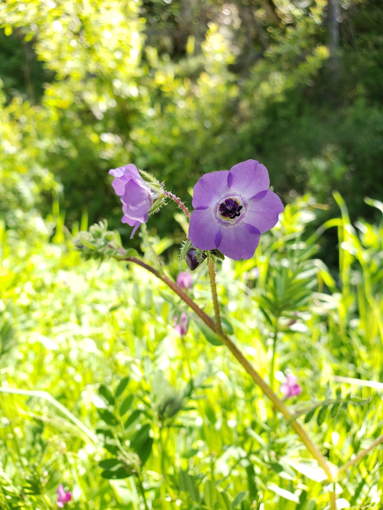 Fiesta Flower in Monterey County, California (4/14/2021).