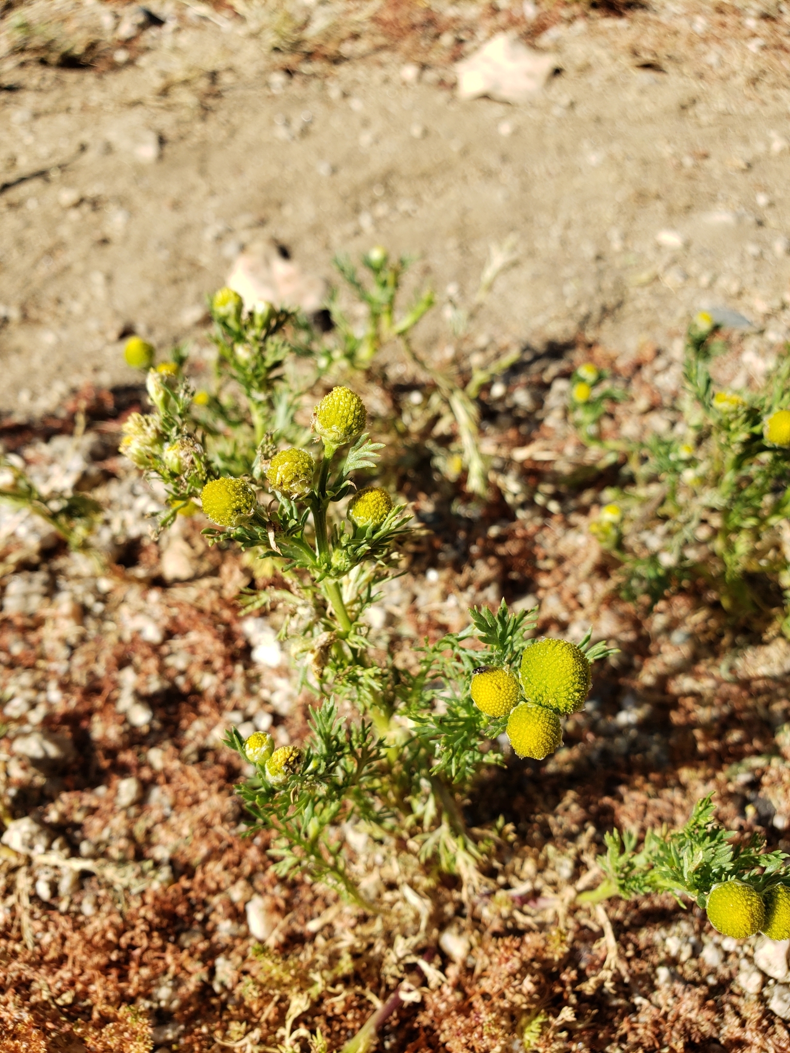 Pineapple Weed in Monterey County, California (4/14/2021).