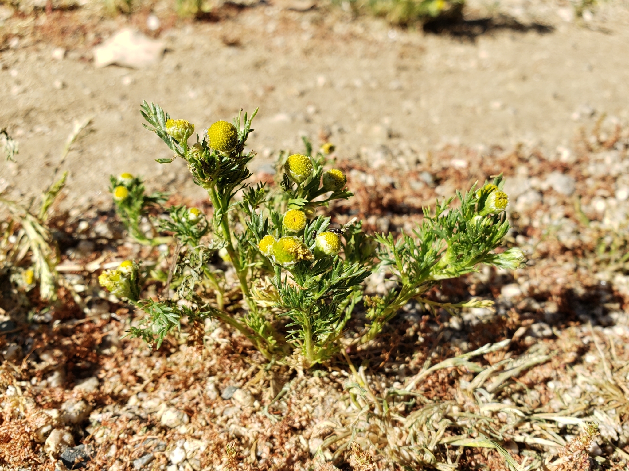 Pineapple Weed in Monterey County, California (4/14/2021).