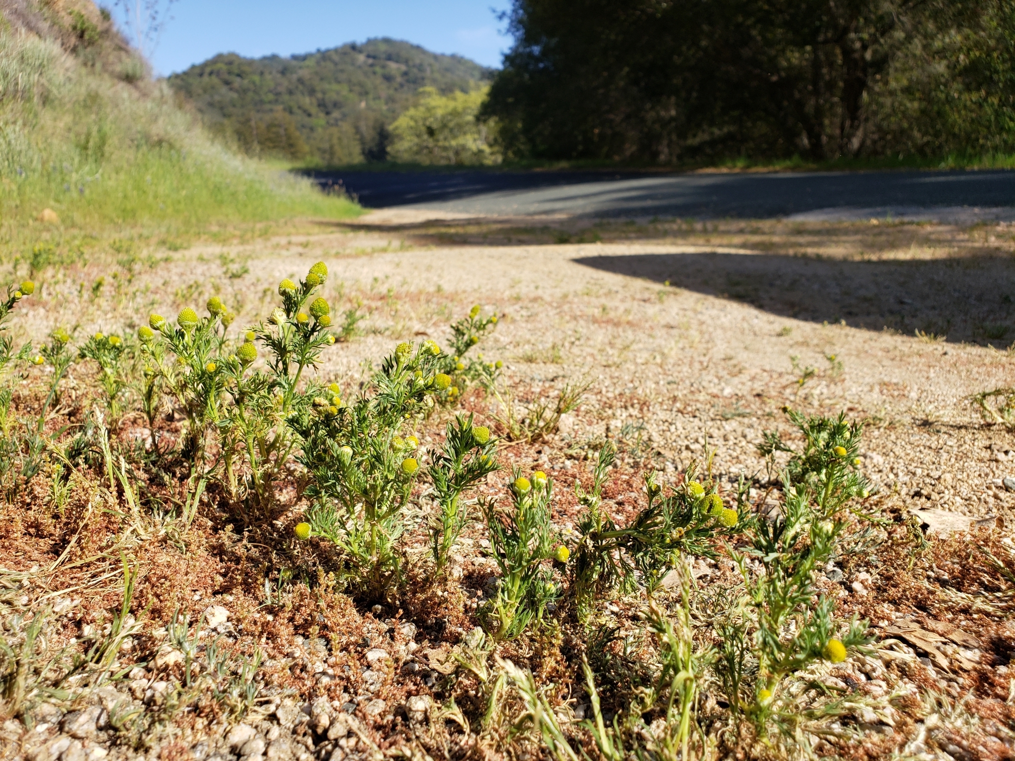 Pineapple Weed in Monterey County, California (4/14/2021).