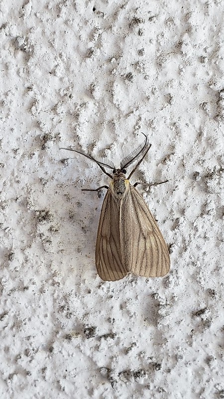 California Oak Moth in Monterey County, California (9/25/2019).