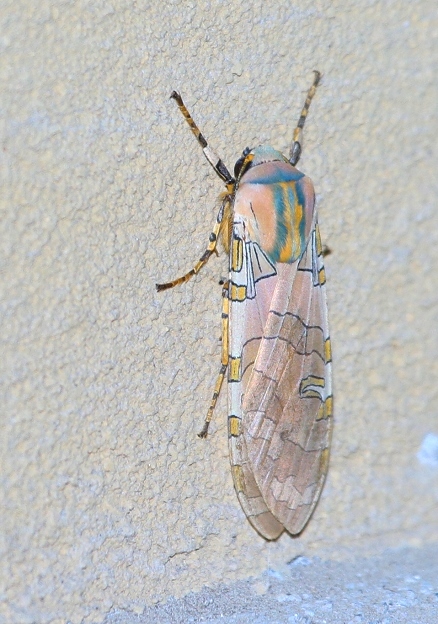 Genus<em> Halysidota</em> in Provincia de Puntarenas, Costa Rica (3/11/2007).