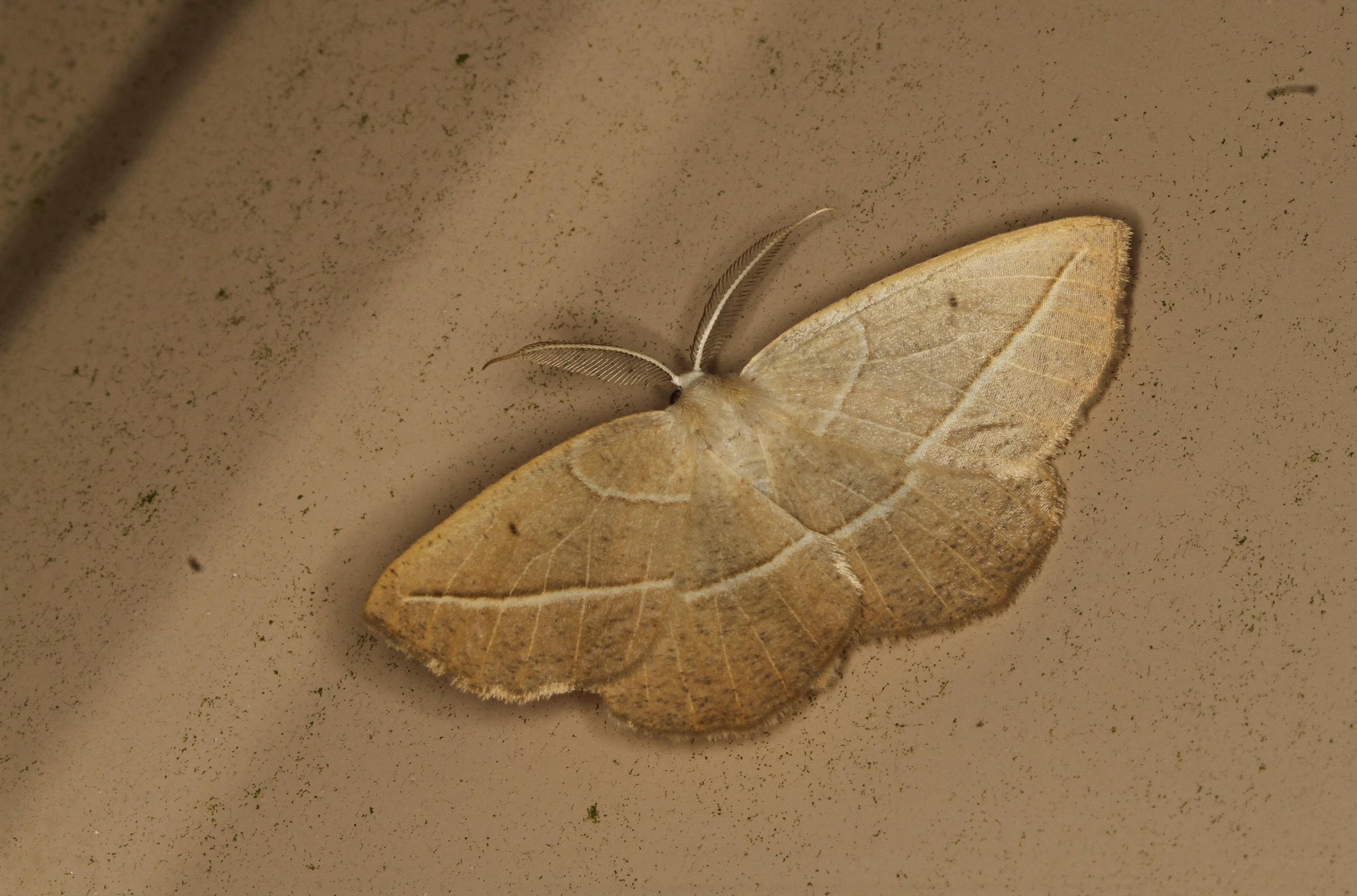 Confused Eusarca Moth in Anne Arundel County, Maryland (6/15/2018).