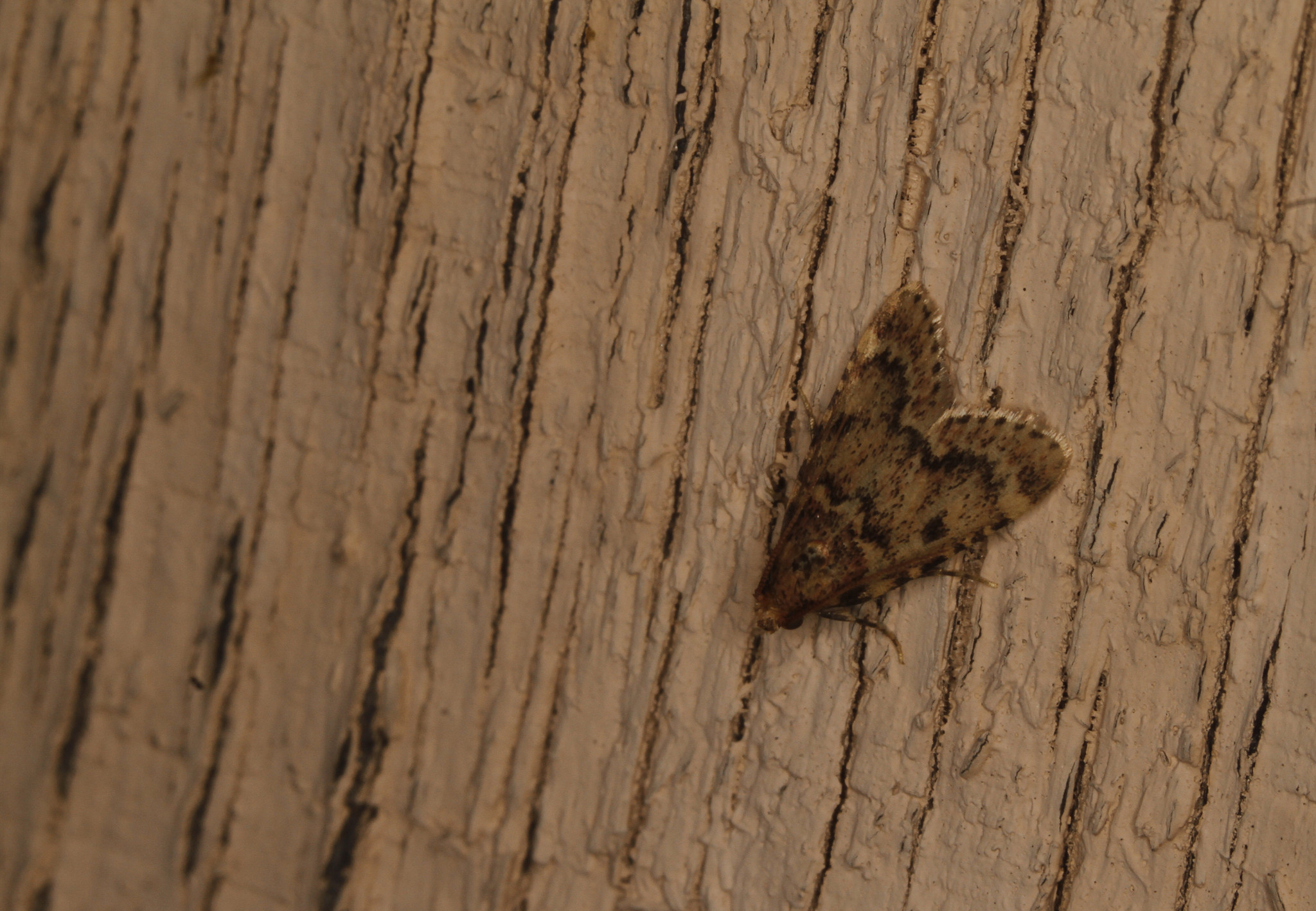 Pink-masked Pyralid Moth in Anne Arundel County, Maryland (6/15/2018).