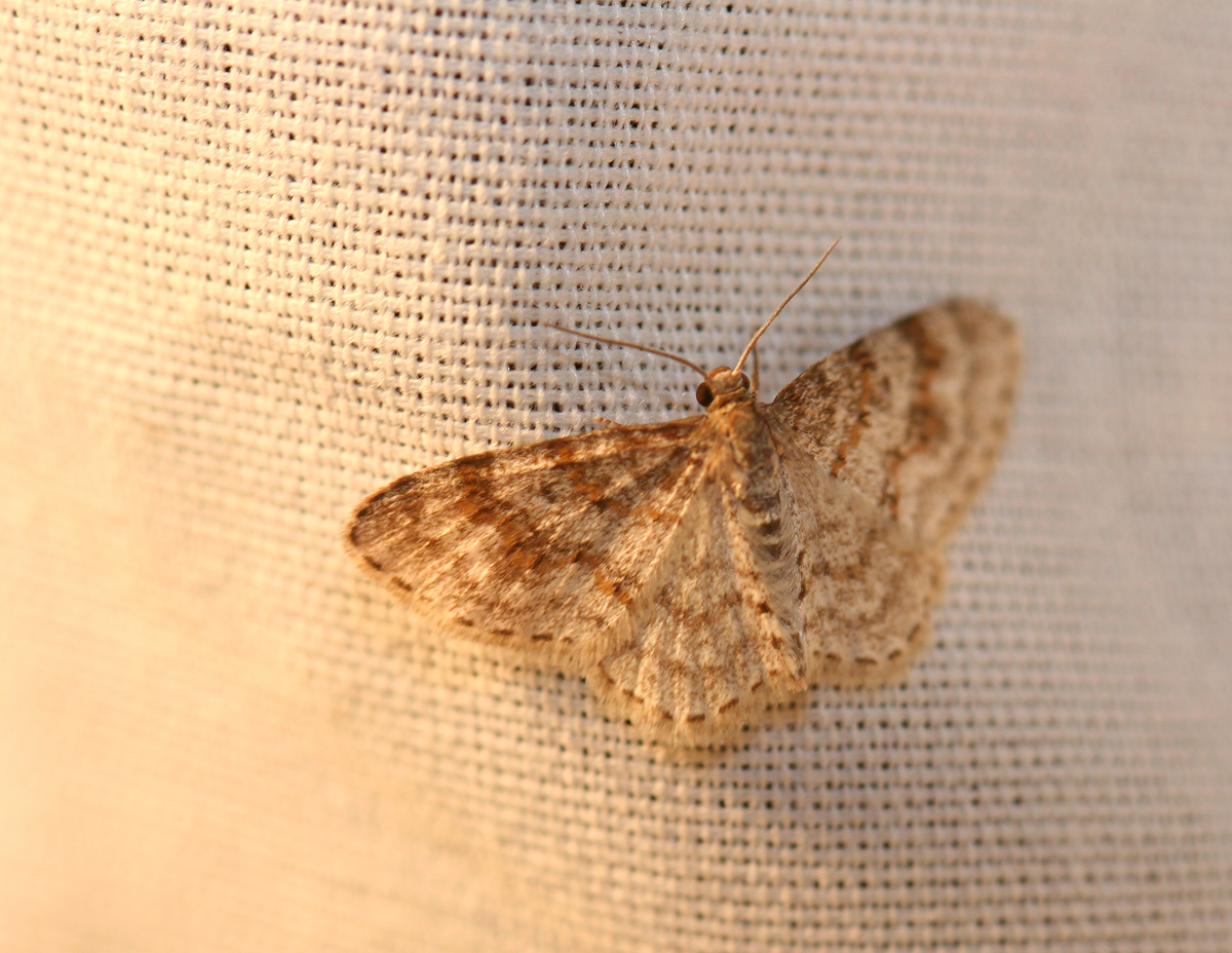 Genus<em> Hydrelia</em> in Maryland (6/30/2006).