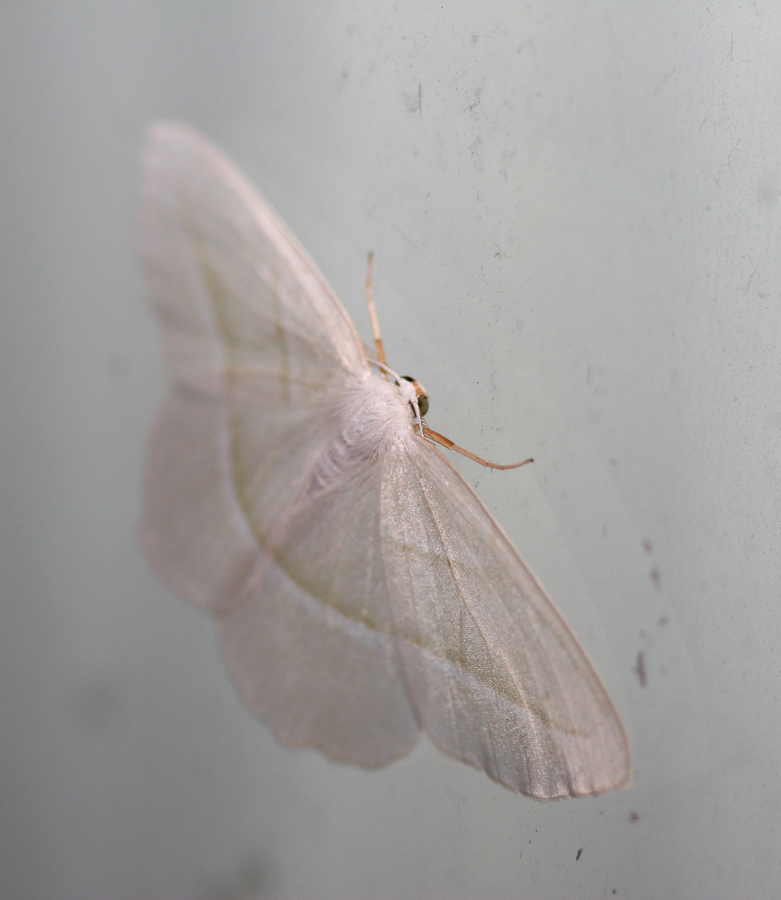 Pale Beauty in Preston County, West Virginia (7/1/2006).