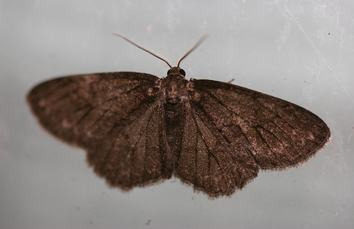 Small Engrailed in Preston County, West Virginia (7/1/2006).