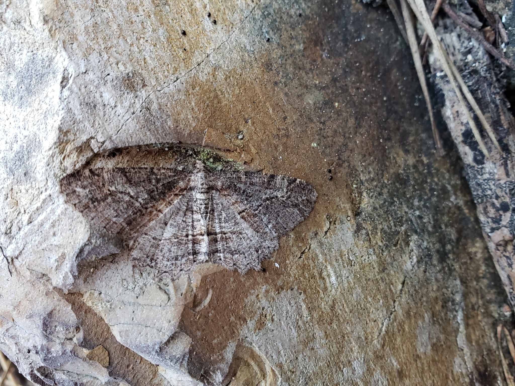 Brown-lined Looper in Monterey County, California (9/19/2020).