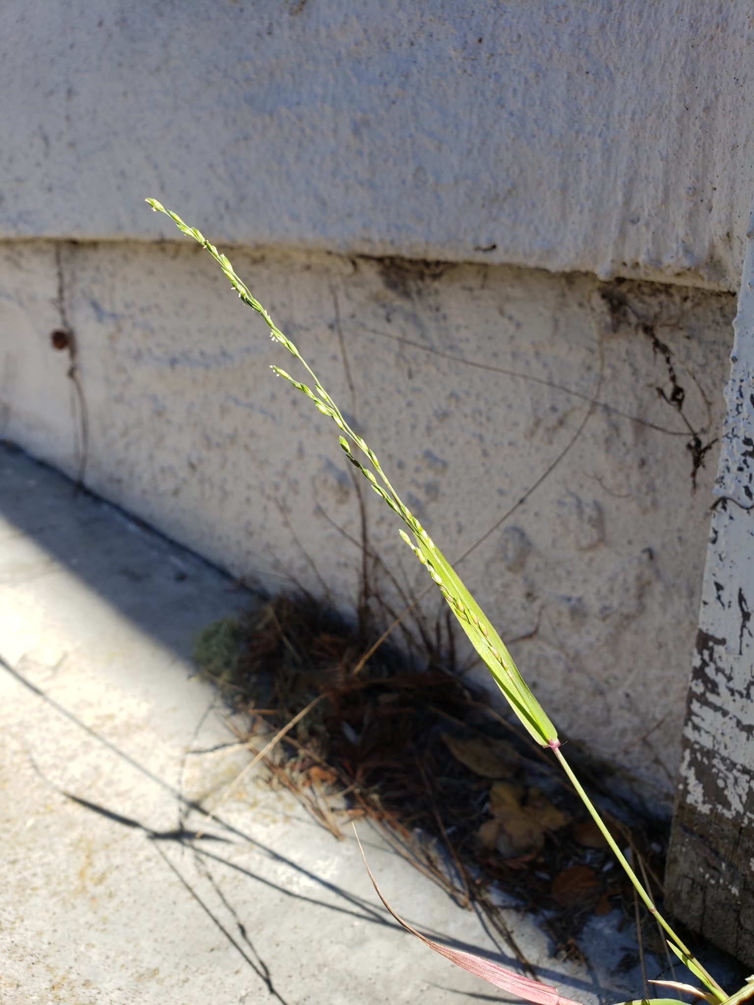 Panic Veldtgrass in Monterey County, California (2/22/2021).