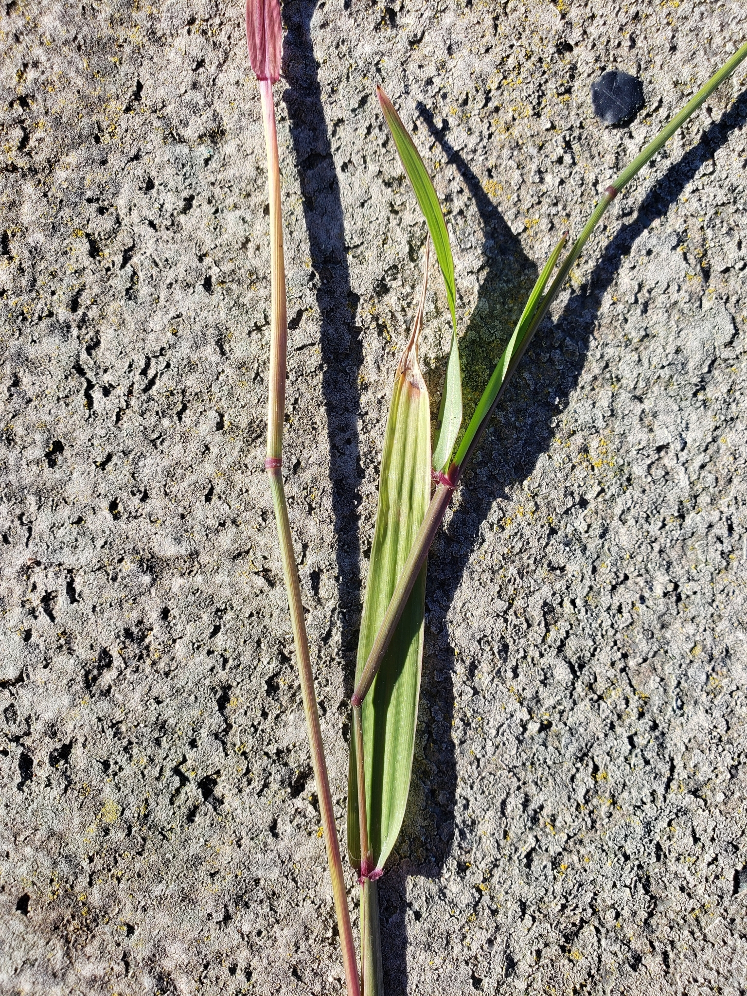 Panic Veldtgrass in Monterey County, California (2/22/2021).