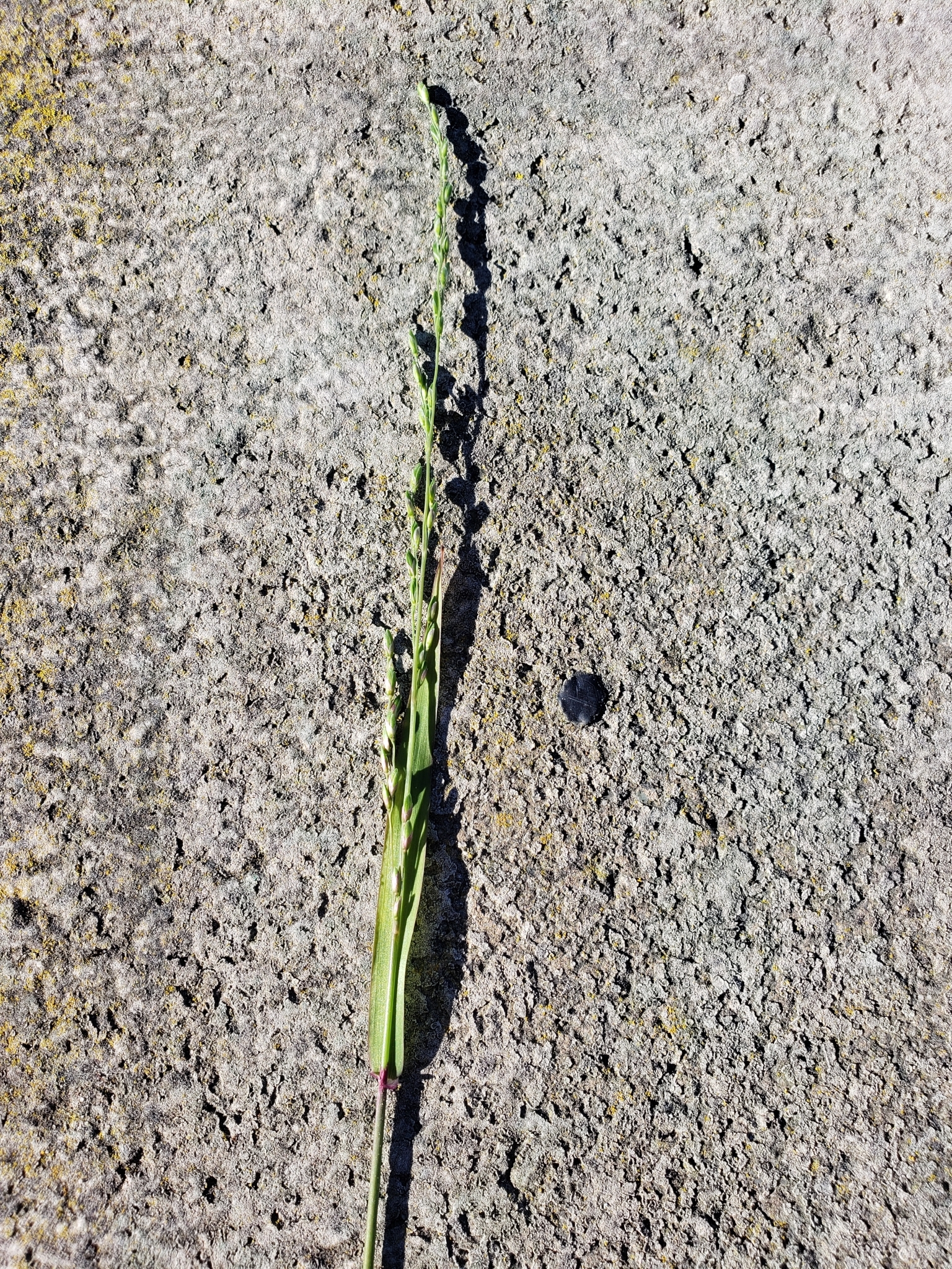 Panic Veldtgrass in Monterey County, California (2/22/2021).