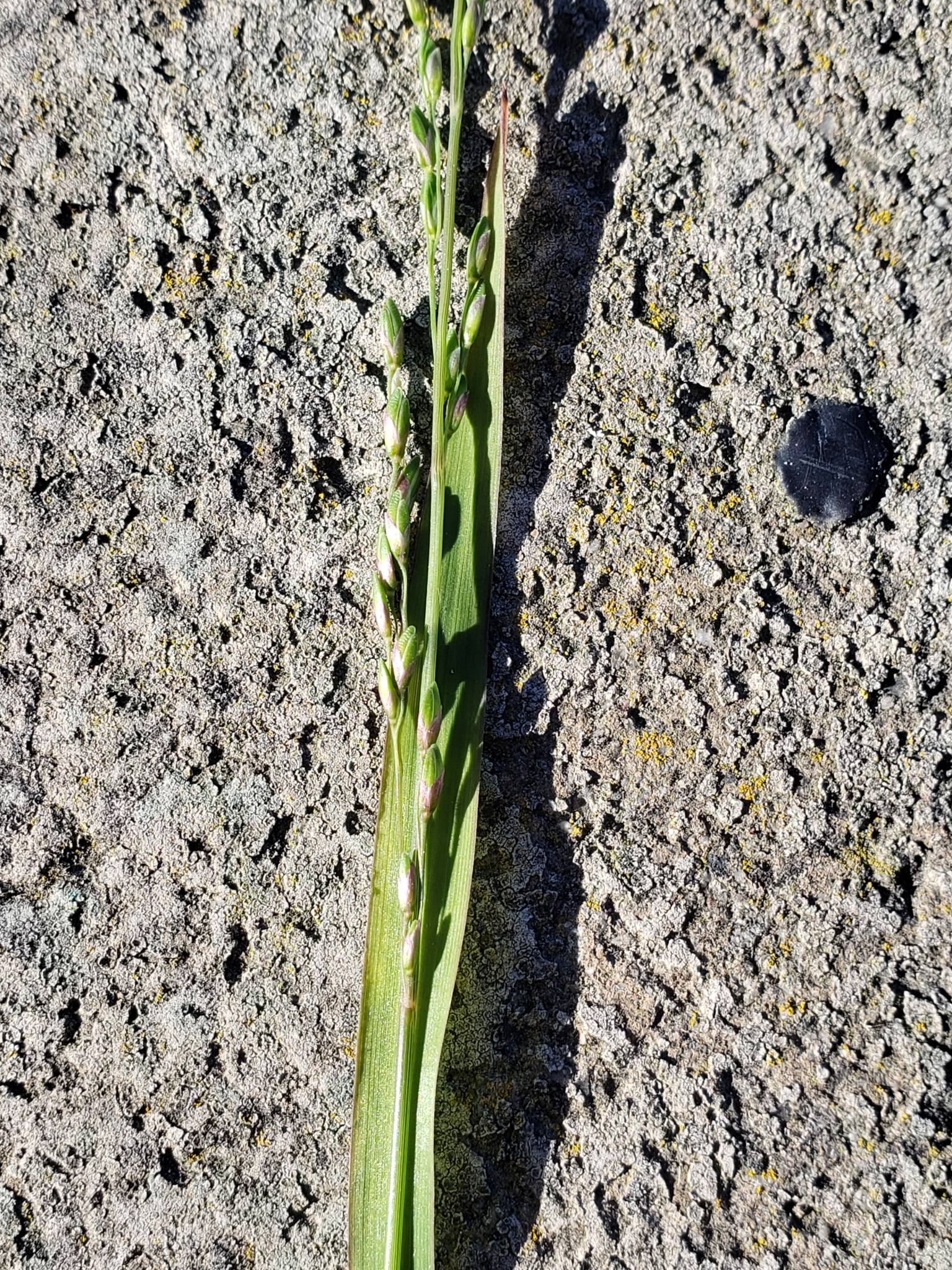 Panic Veldtgrass in Monterey County, California (2/22/2021).