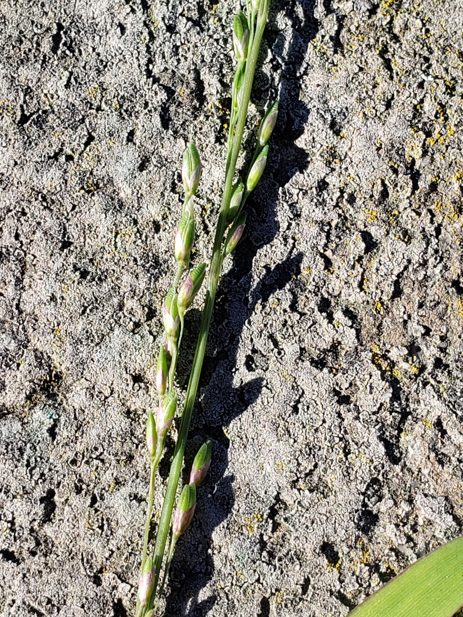 Panic Veldtgrass in Monterey County, California (2/22/2021).