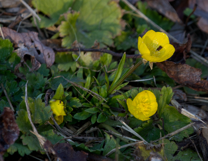 Bulbous Buttercup in St. Mary's County, Maryland (2/24/2013).