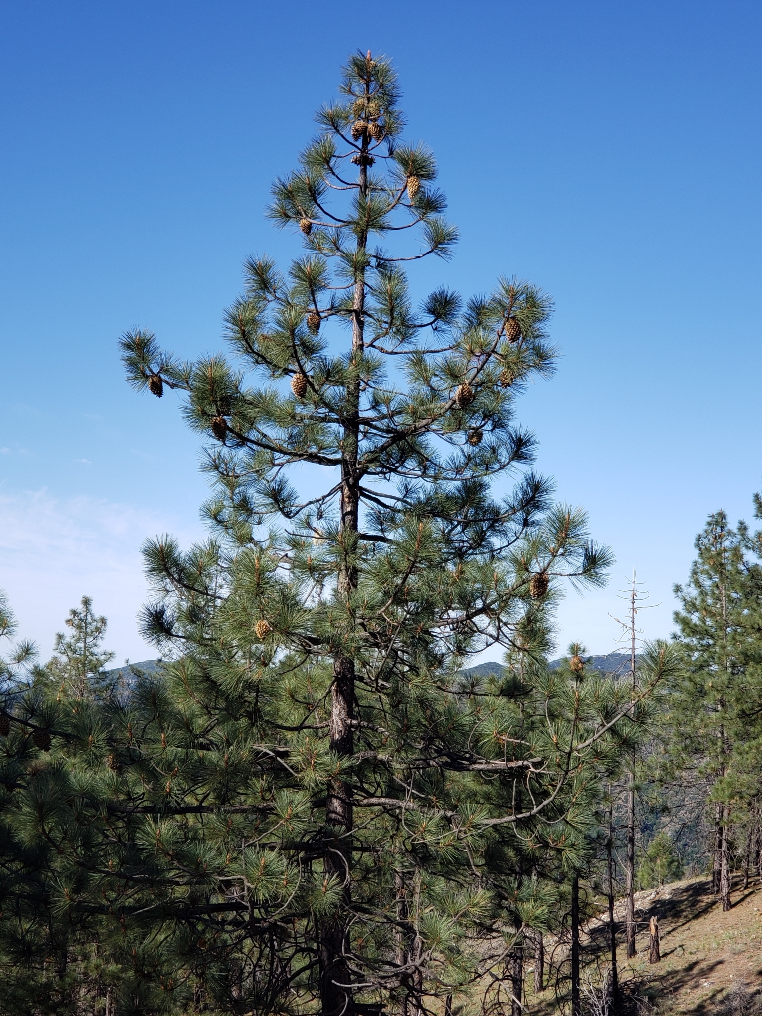 Coulter Pine in Monterey County, California (5/1/2021).