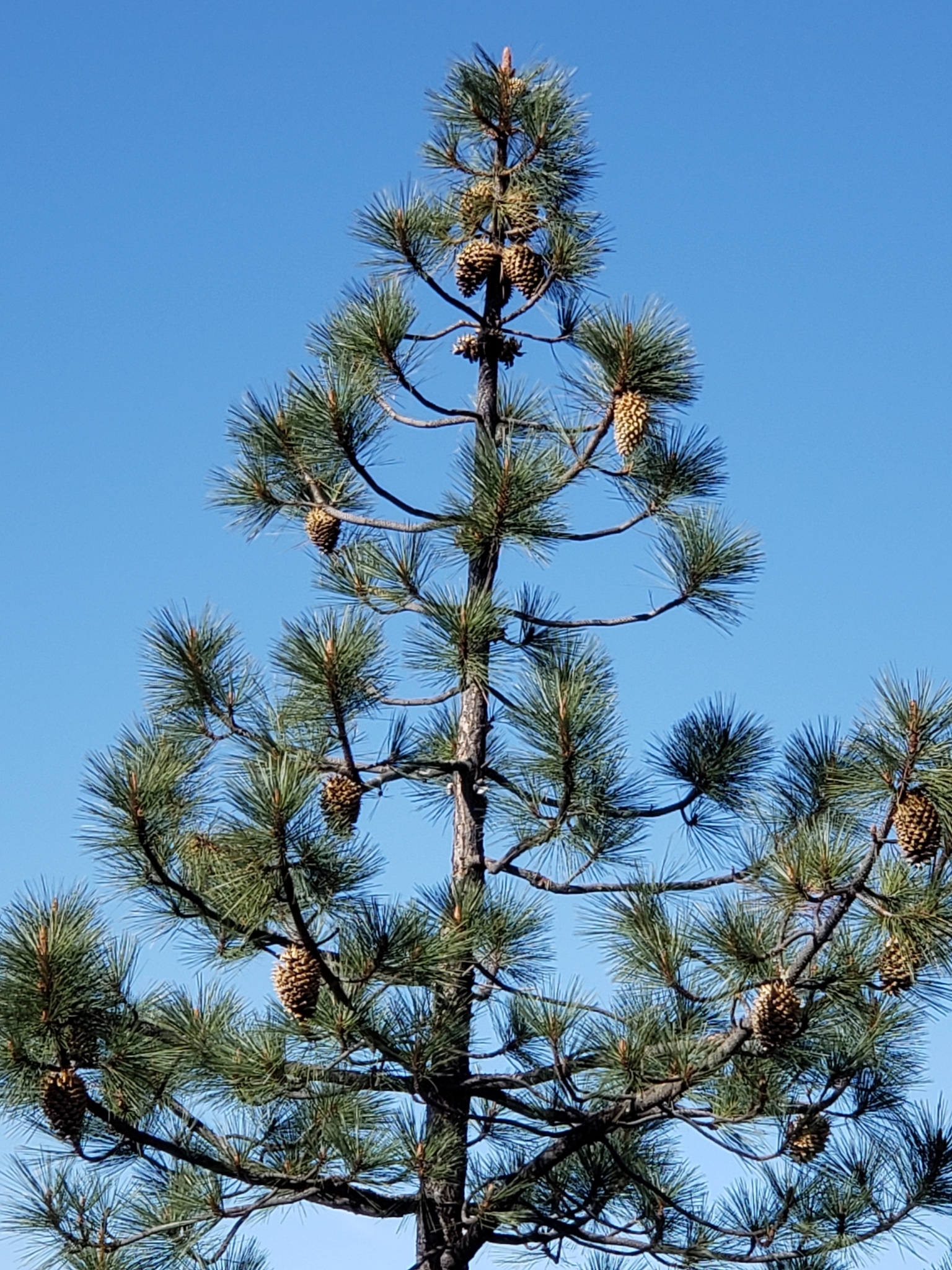 Coulter Pine in Monterey County, California (5/1/2021).