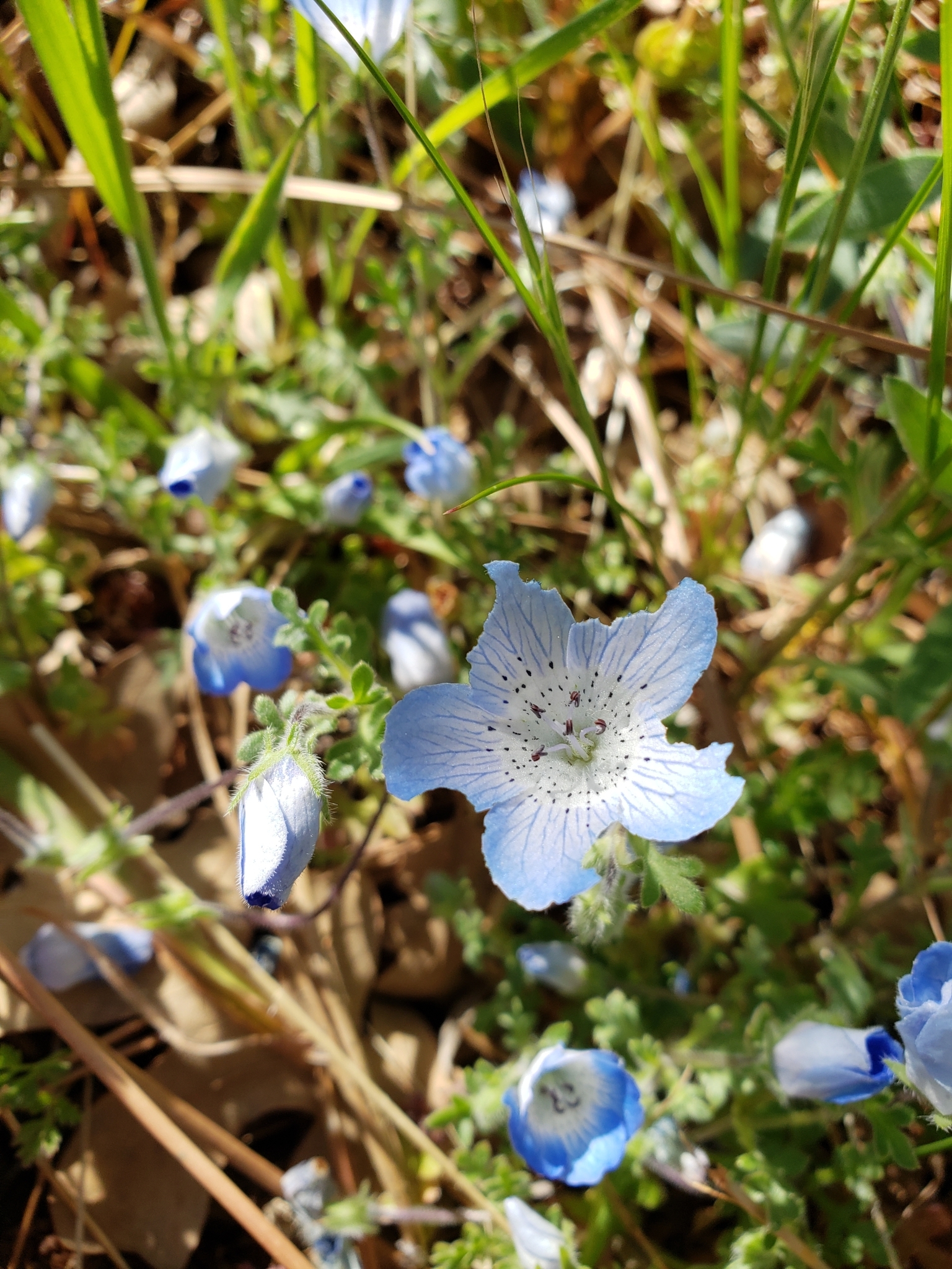 Menzies' Baby Blue Eyes in Monterey County, California (5/1/2021).