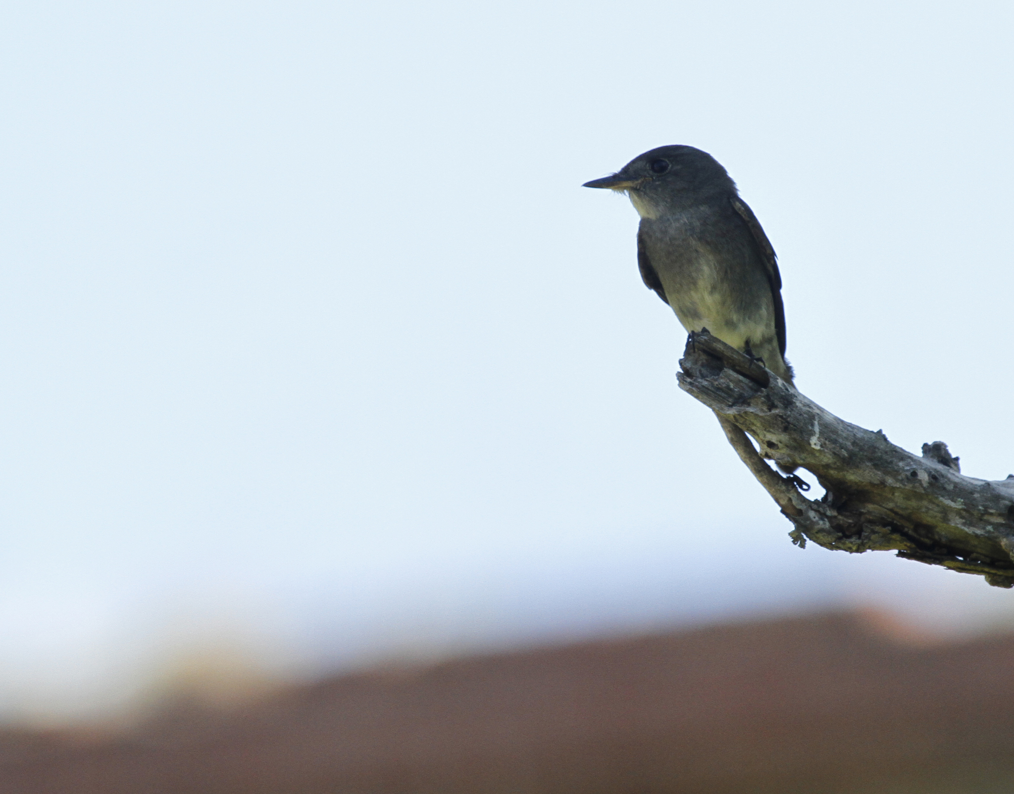 Genus<em> Contopus</em> in Monroe County, Florida (11/15/2017).