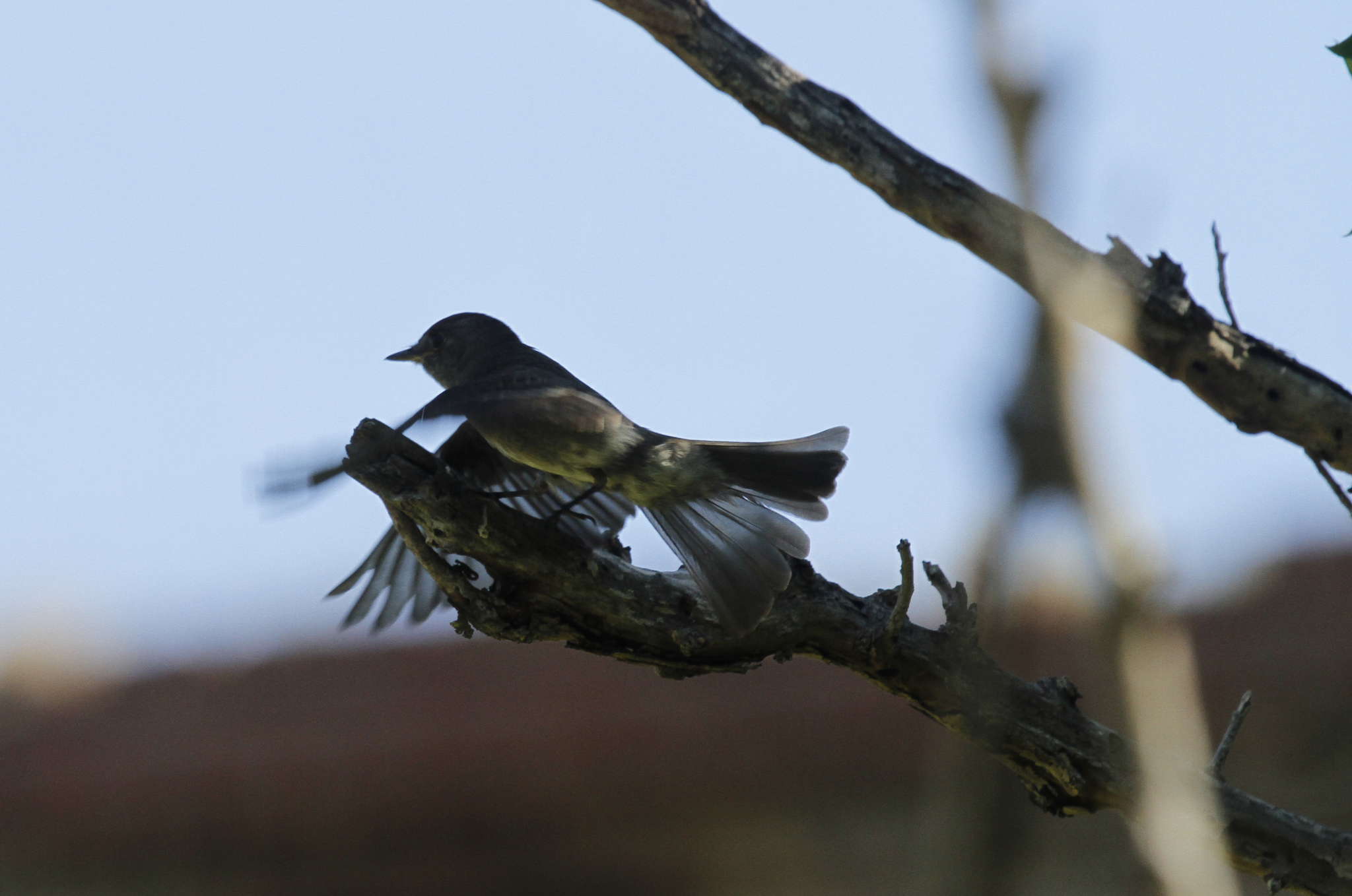 Genus<em> Contopus</em> in Monroe County, Florida (11/15/2017).