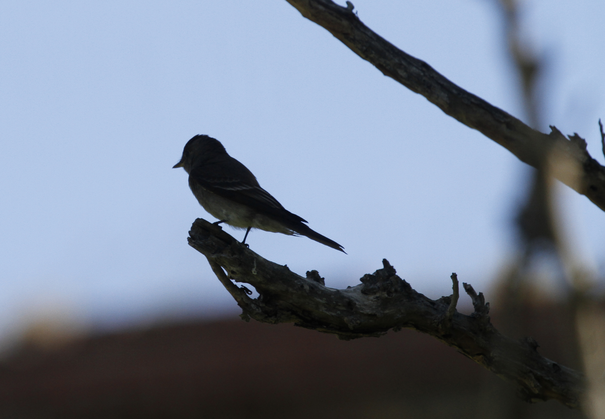 Genus<em> Contopus</em> in Monroe County, Florida (11/15/2017).