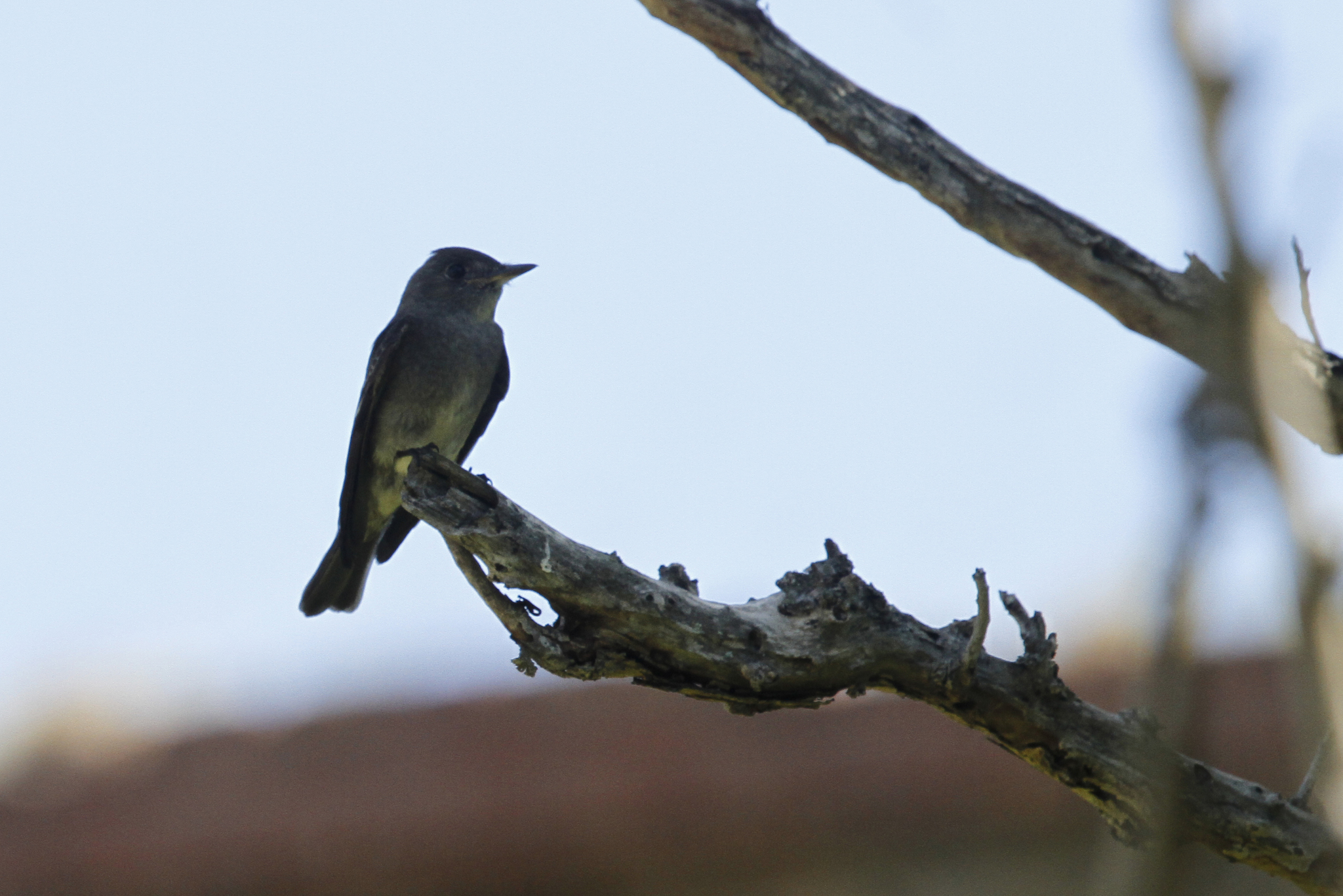 Genus<em> Contopus</em> in Monroe County, Florida (11/15/2017).