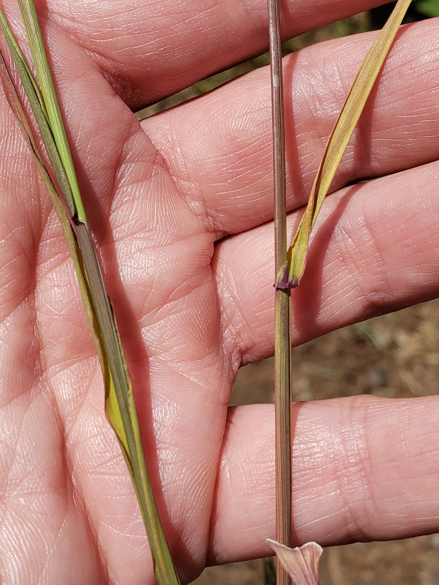 Panic Veldtgrass in Monterey County, California (5/9/2021).