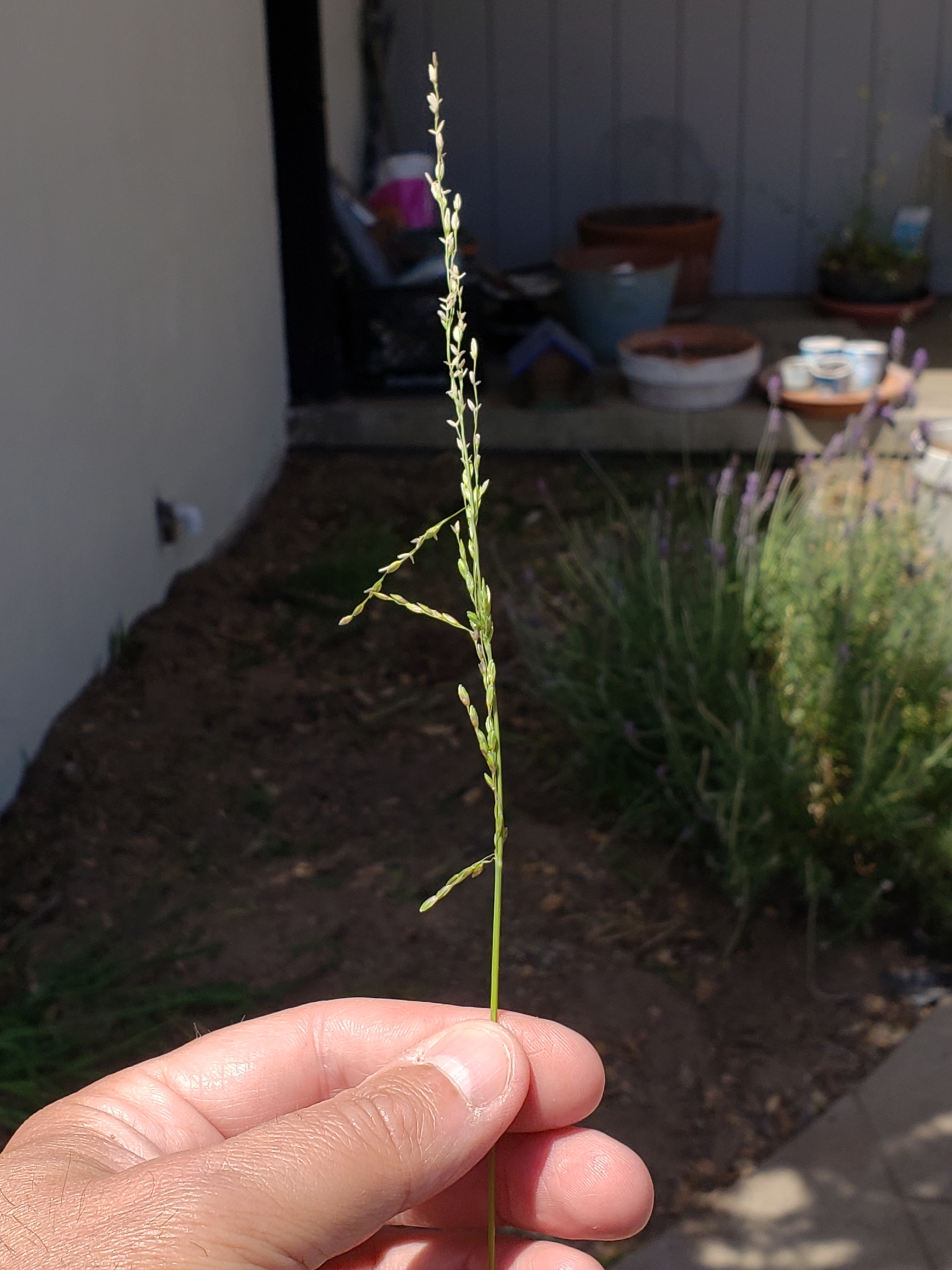 Panic Veldtgrass in Monterey County, California (5/9/2021).