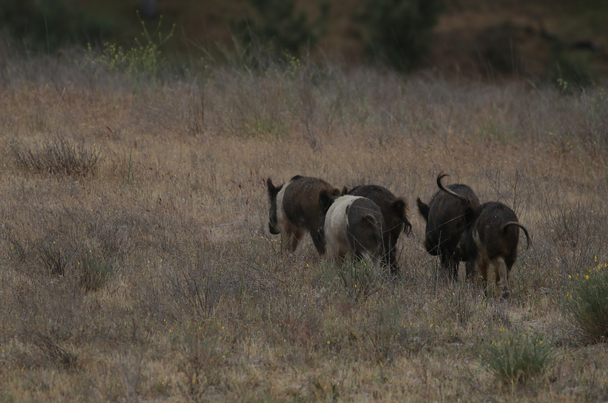 Wild Boar in San Benito County, California (5/15/2021).