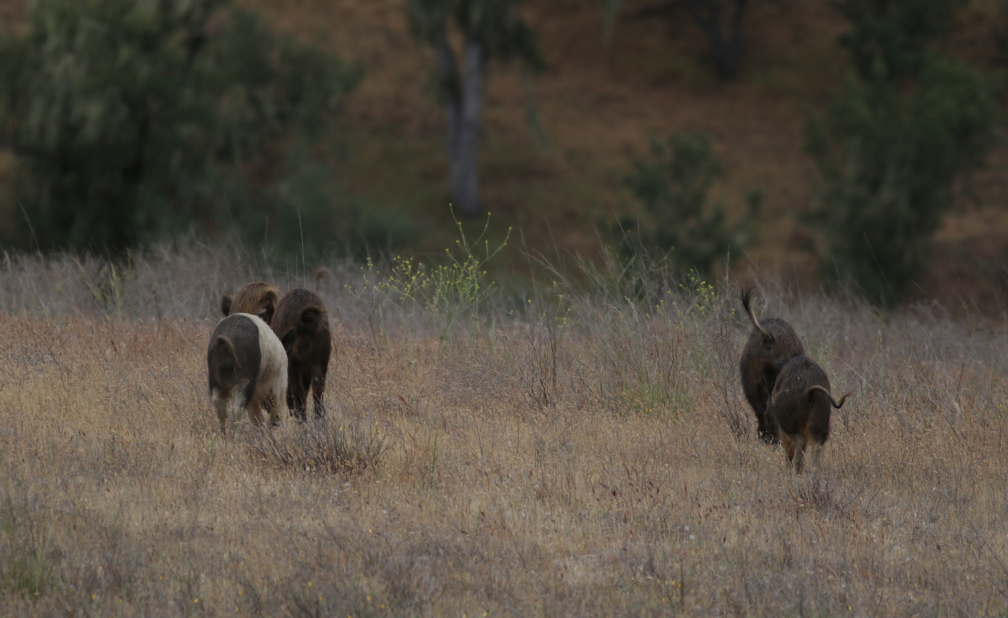 Wild Boar in San Benito County, California (5/15/2021).