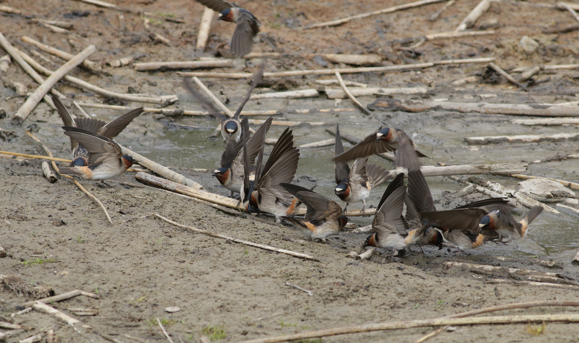 Cliff Swallow in Monterey County, California (5/27/2021).