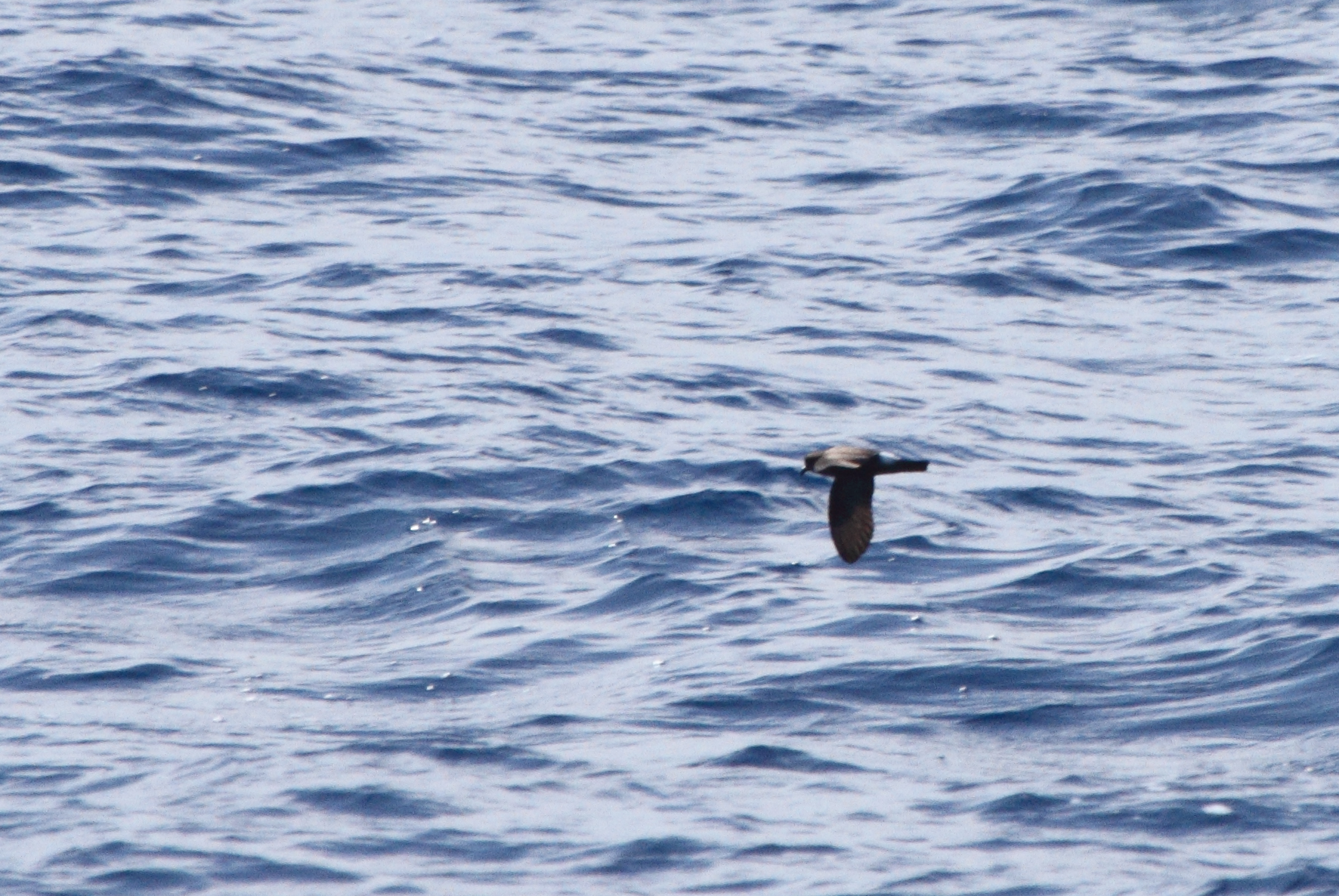 One of two Band-rumped Storm-Petrels documented 95 miles offshore in Maryland and New Jersey waters (8/15/2010).