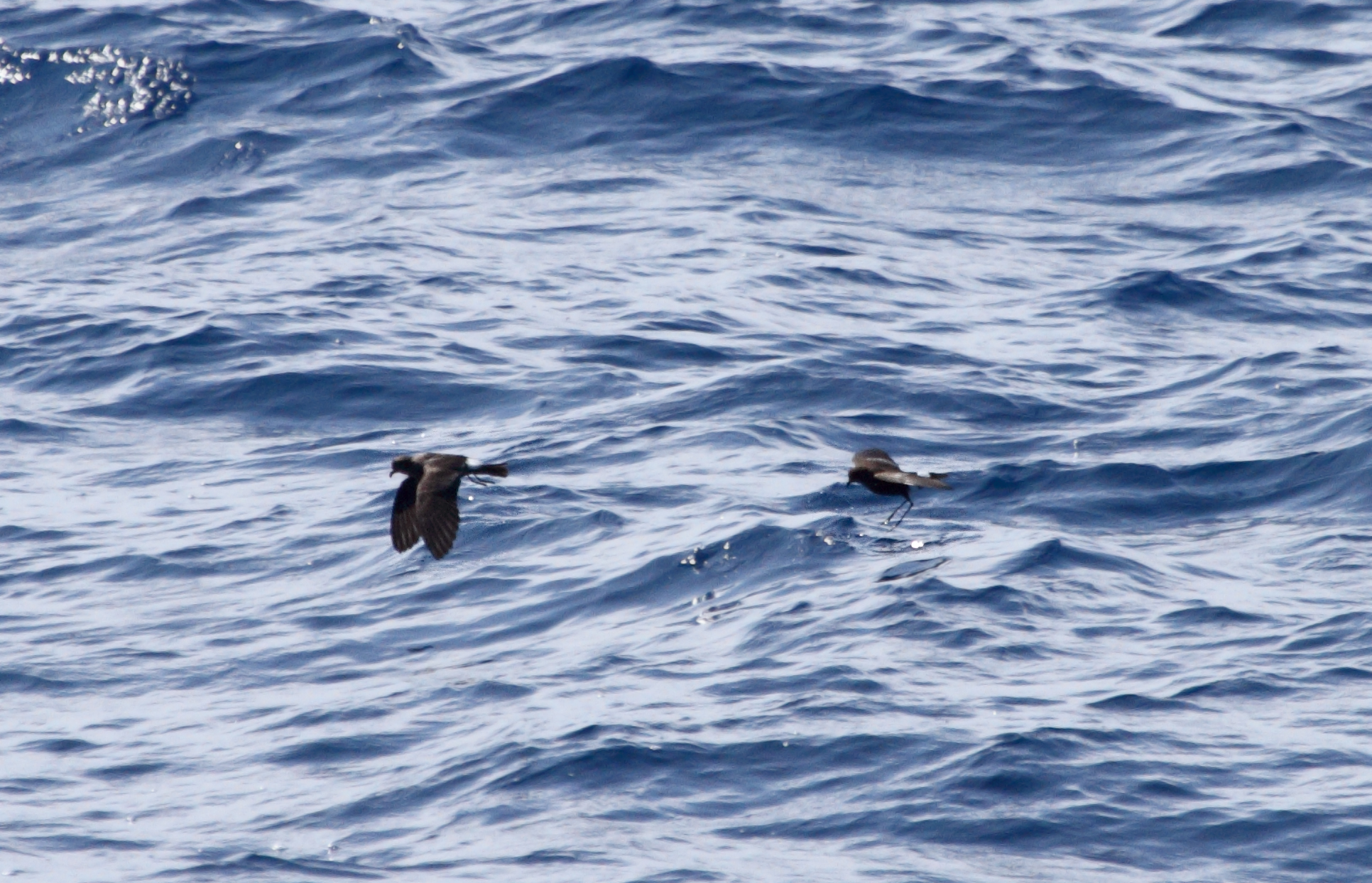 One of two Band-rumped Storm-Petrels documented 95 miles offshore in Maryland and New Jersey waters (8/15/2010).