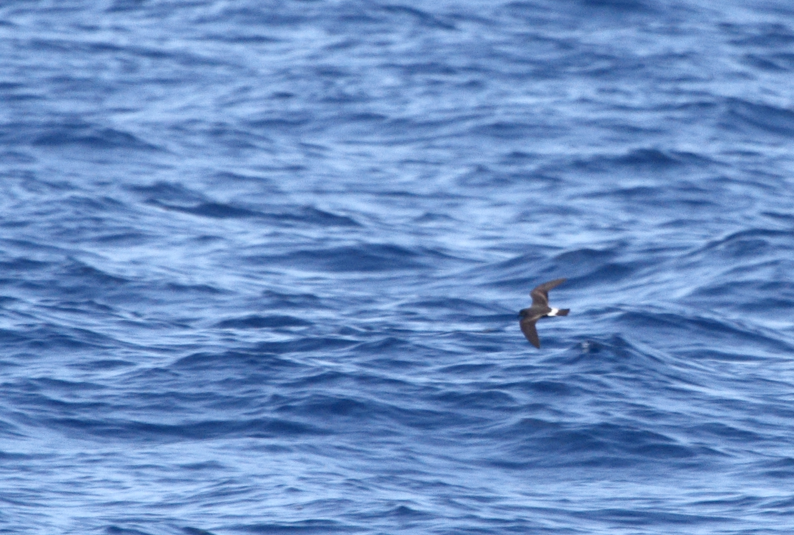 One of two Band-rumped Storm-Petrels documented 95 miles offshore in Maryland and New Jersey waters (8/15/2010).
