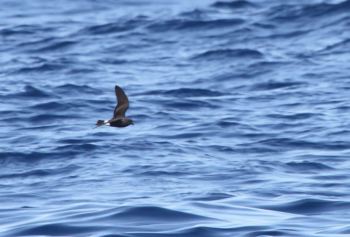 One of two Band-rumped Storm-Petrels documented 95 miles offshore in Maryland and New Jersey waters (8/15/2010). There are three previous reports of this species in Maryland, one accepted (8/17/1997, Baltimore Canyon) and two others ready/reviewable (7/13/2006, Scotland/Chesapeake Bay and 8/24/2007, Pelagic). There are four different populations of this species that could someday be treated as full species. Grant's breeds in the Azores, Madeira, Selvagens, Canaries, and Berlengas. Madeiran breeds in Madeira, Selvagens, and rarely in the Canaries. Monteiro's breeds in the Azores, and Cape Verde only on Cape Verde (<em>Petrels Night and Day</em>).