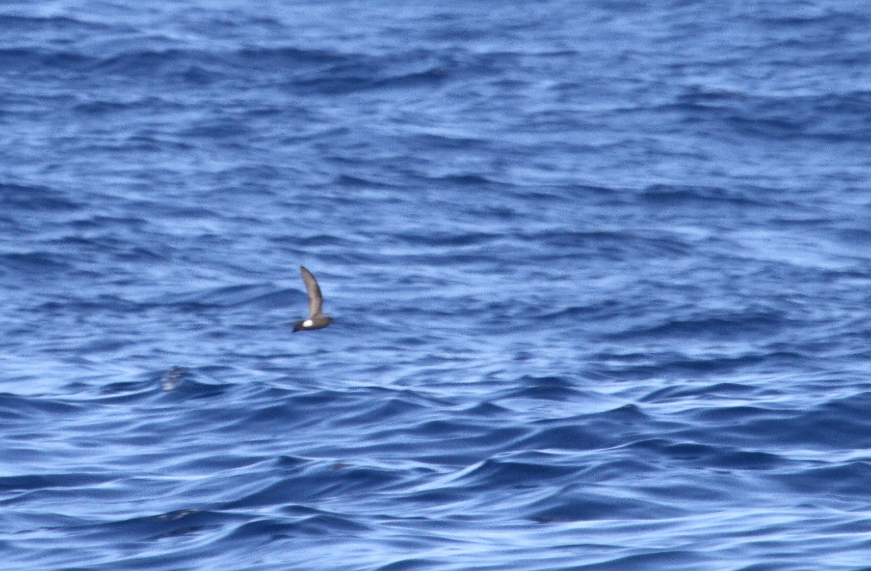 One of two Band-rumped Storm-Petrels documented 95 miles offshore in Maryland and New Jersey waters (8/15/2010).