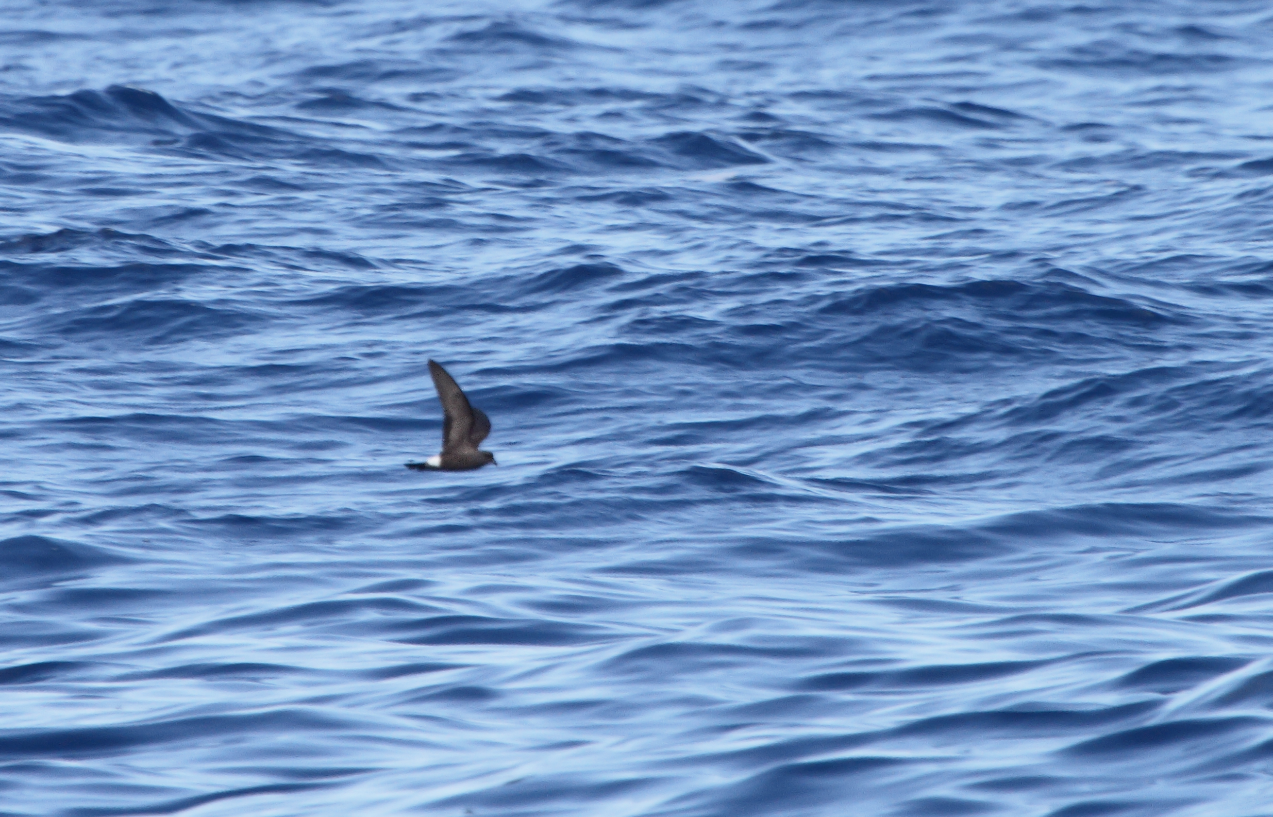 One of two Band-rumped Storm-Petrels documented 95 miles offshore in Maryland and New Jersey waters (8/15/2010).