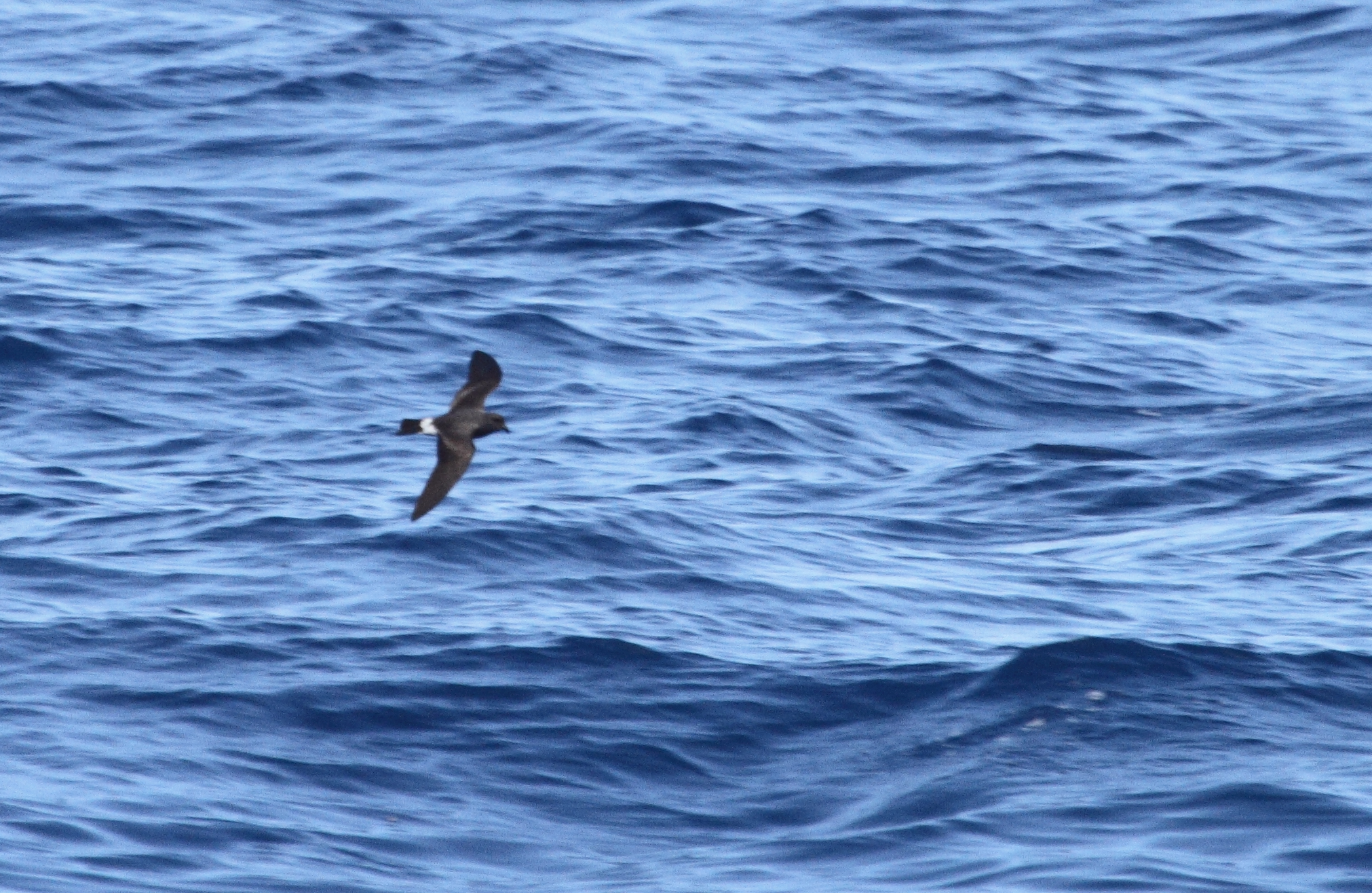 One of two Band-rumped Storm-Petrels documented 95 miles offshore in Maryland and New Jersey waters (8/15/2010).