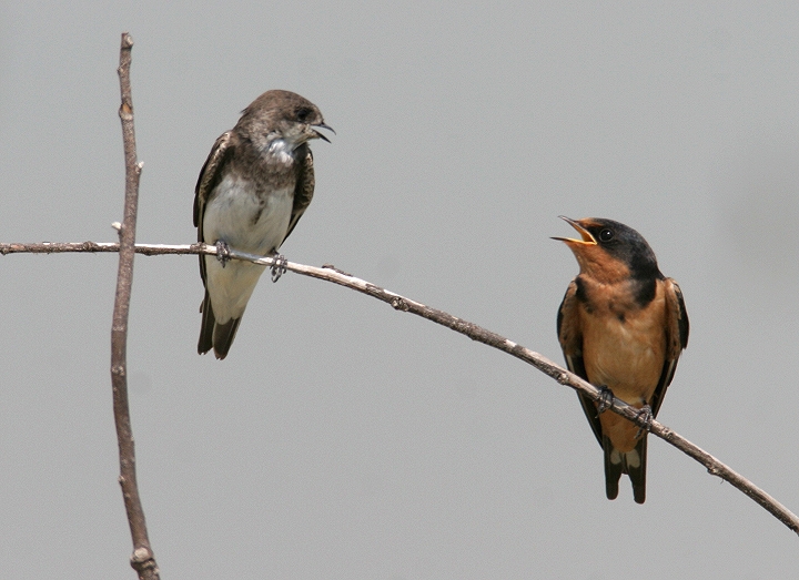 Bank Swallow (left) with Barn Swallow (right) in Dorchester County, Maryland (8/22/2006).