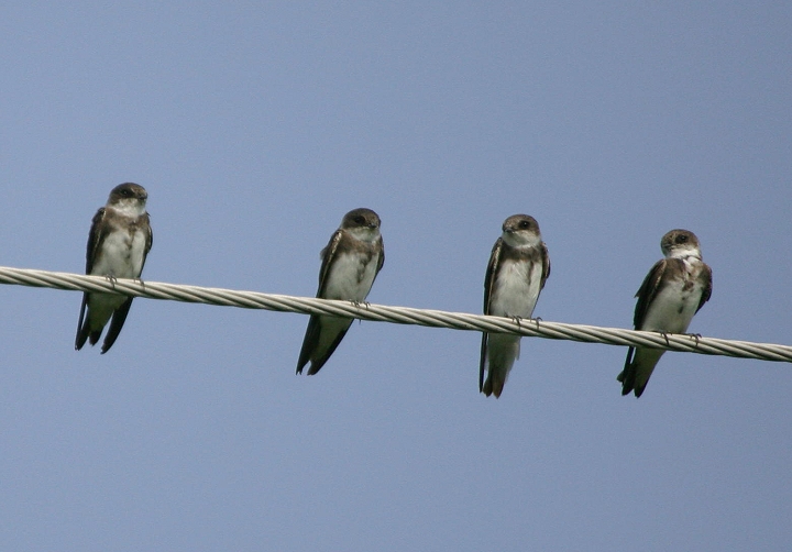 Bank Swallows in Queen Anne's County, Maryland (8/21/2005).