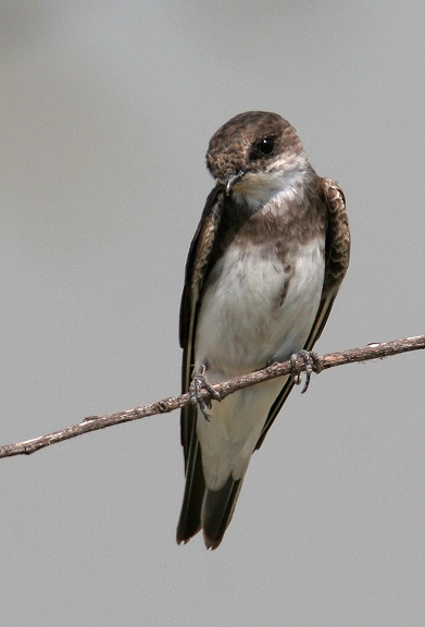 A Bank Swallow in Dorchester County, Maryland, (8/22/2006).
