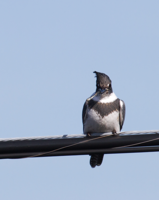 Belted Kingfisher in Worcester County, Maryland (1/1/2012).