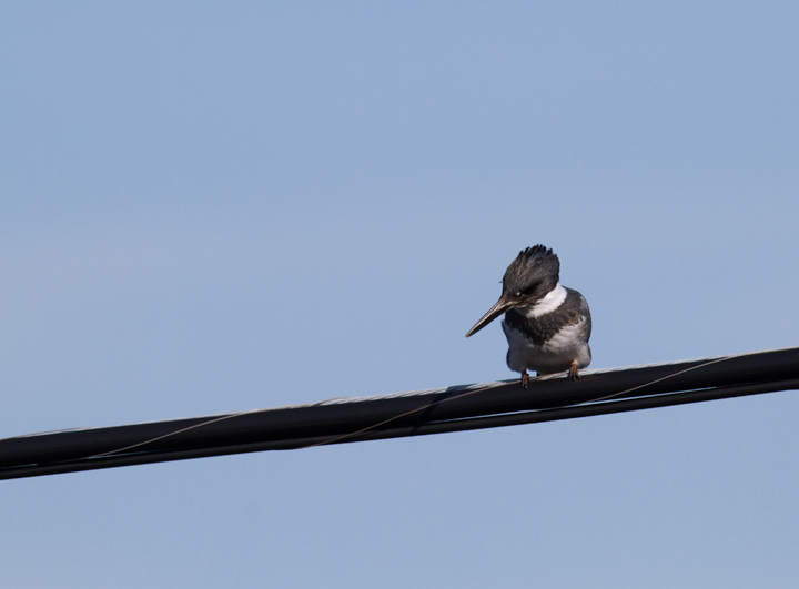 Belted Kingfisher in Worcester County, Maryland (1/1/2012).
