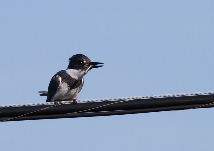 Belted Kingfisher in Worcester County, Maryland (1/1/2012).