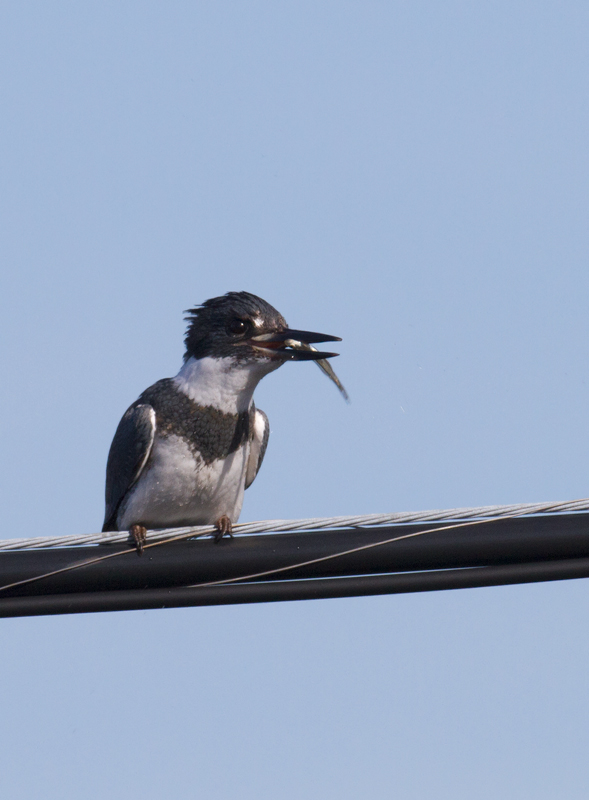 Belted Kingfisher in Worcester County, Maryland (1/1/2012).