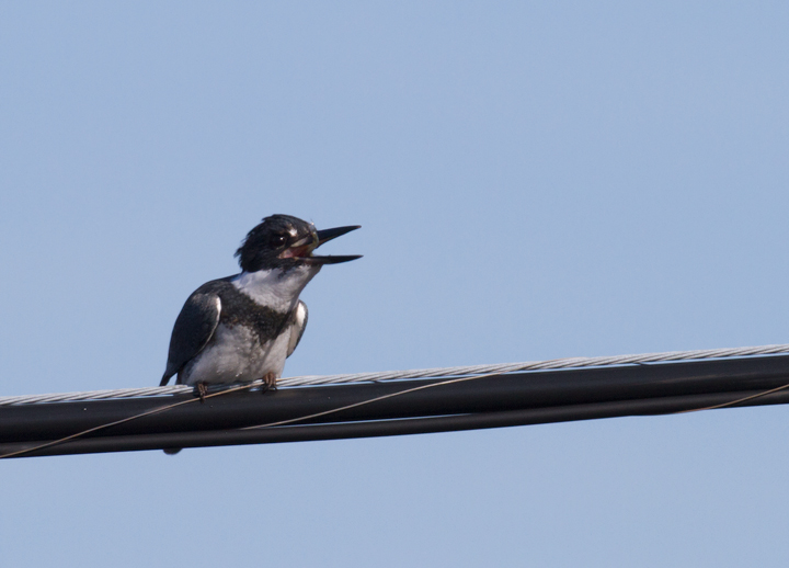 Belted Kingfisher in Worcester County, Maryland (1/1/2012).