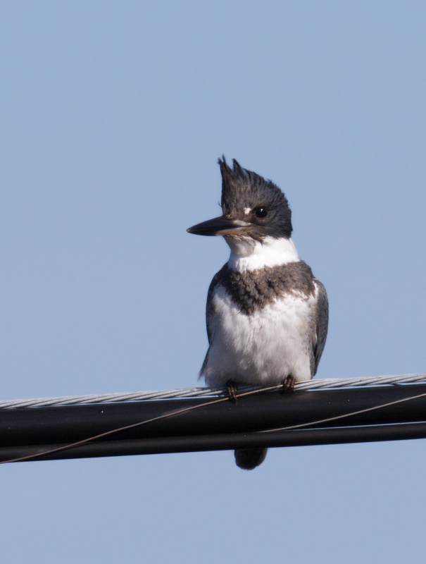 Belted Kingfisher in Worcester County, Maryland (1/1/2012).