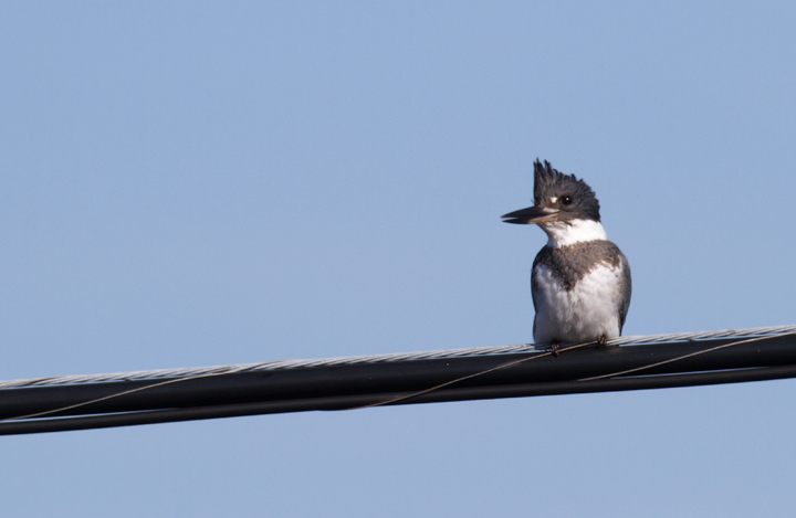 Belted Kingfisher in Worcester County, Maryland (1/1/2012).