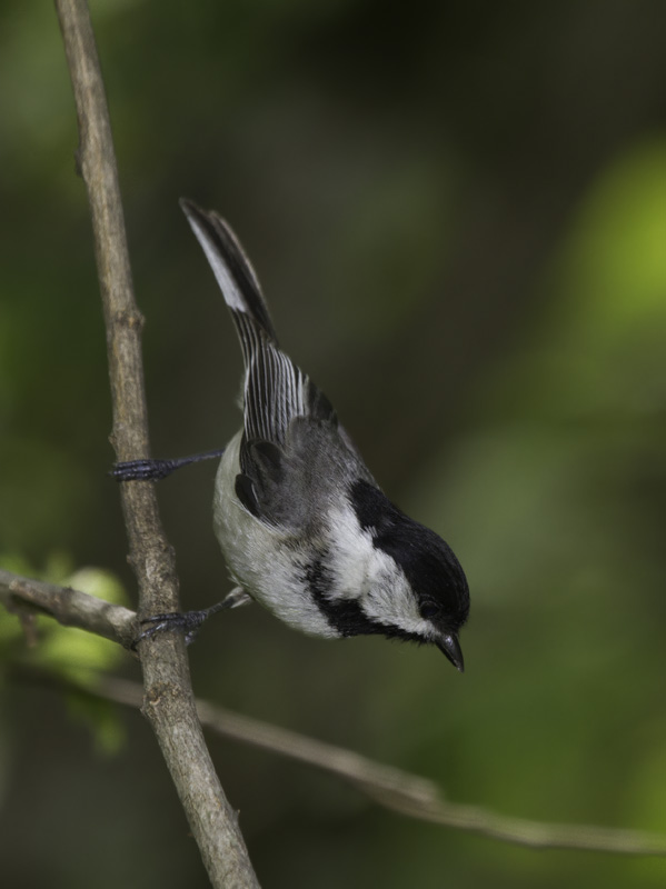 An intergrade chickadee in western Washington Co., Maryland (6/4/2011). Note the messy bib, long tail, and white secondary edges that suggest Black-capped Chickadee, but the lack of white in the coverts and dirty white cheeks that are more supportive of Carolina. Its voice was intermediate in quality, tending more toward Black-capped.